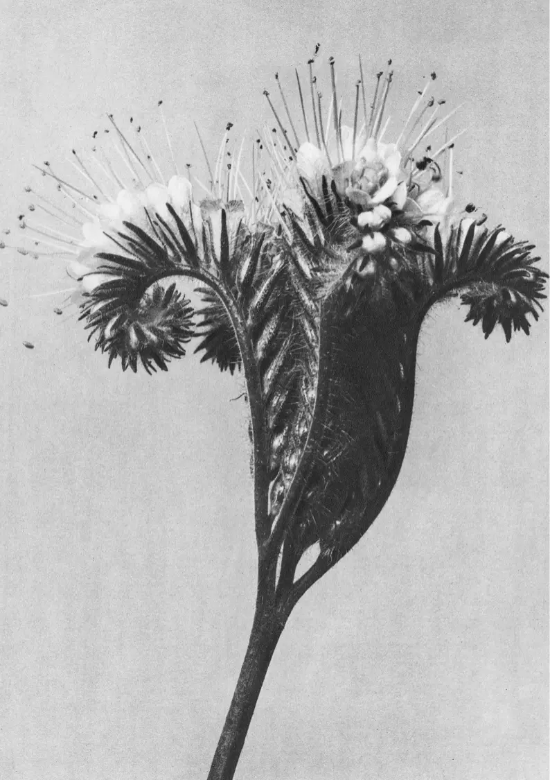 Services Photographie en noir et blanc en gros plan d’une fleur.