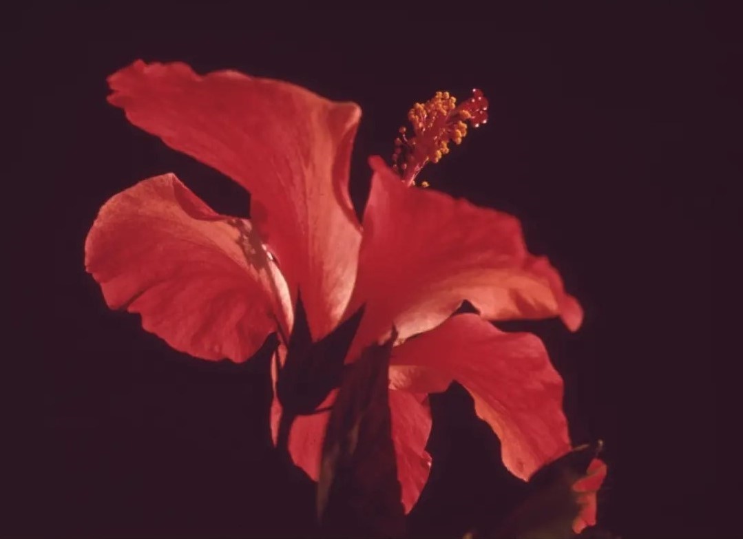 Services Photographie en gros plan d’une fleur rouge.